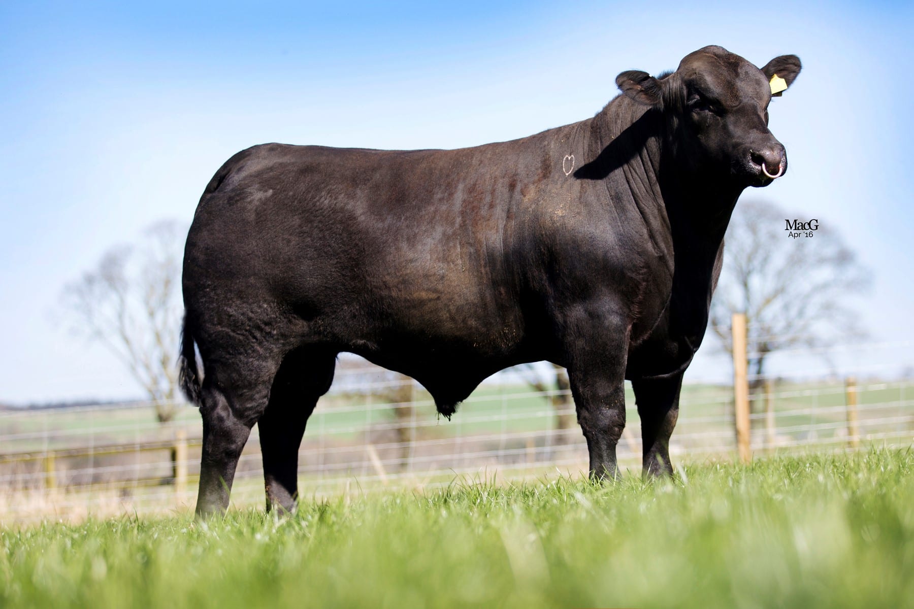 Rawburn Makka Pakka - Rawburn Aberdeen Angus Herd