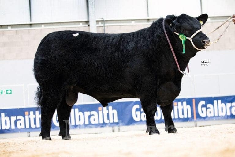 Stirling Bull sales