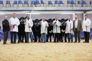 Best sire progeny - Stirling bull sale